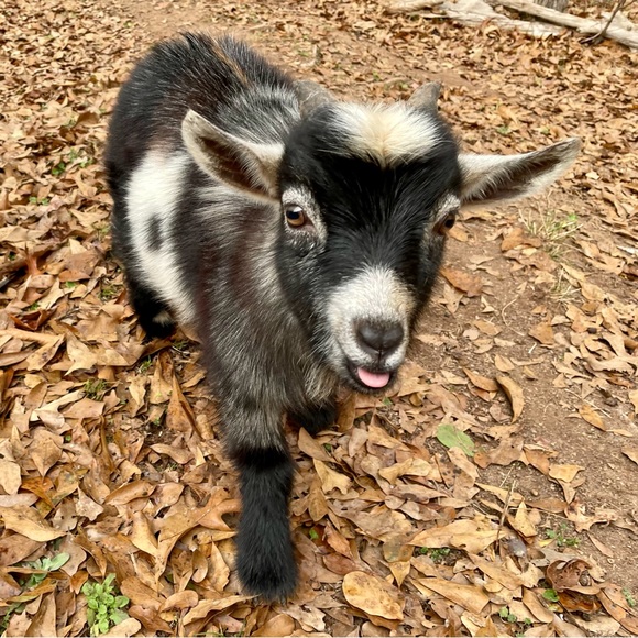 Meet your Posher, the Old Goat - Picture 7 of 13